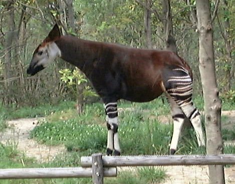 �Y�[���V�A�̐l�C��